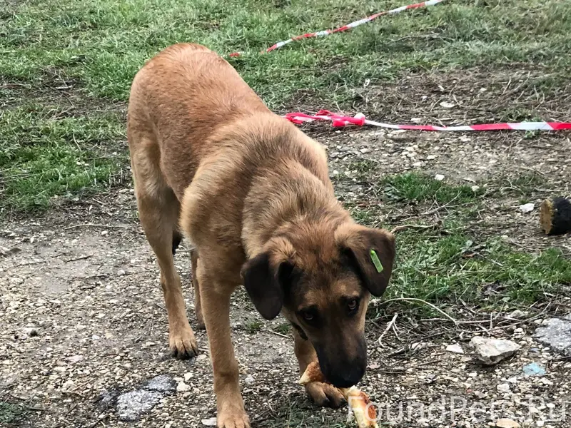Пгт. Коктебель, позади дома пе...