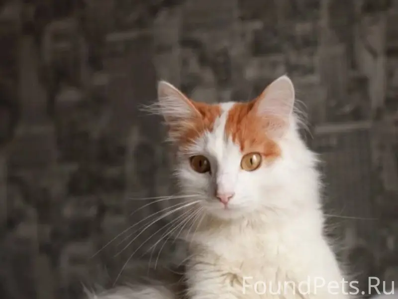 Пропала кошка, в районе Рига (...