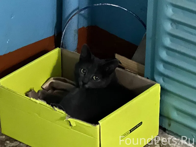 Найдена кошка в районе кинотеа...