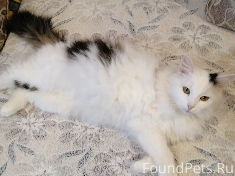 Пропал кот 24.01, может кто...