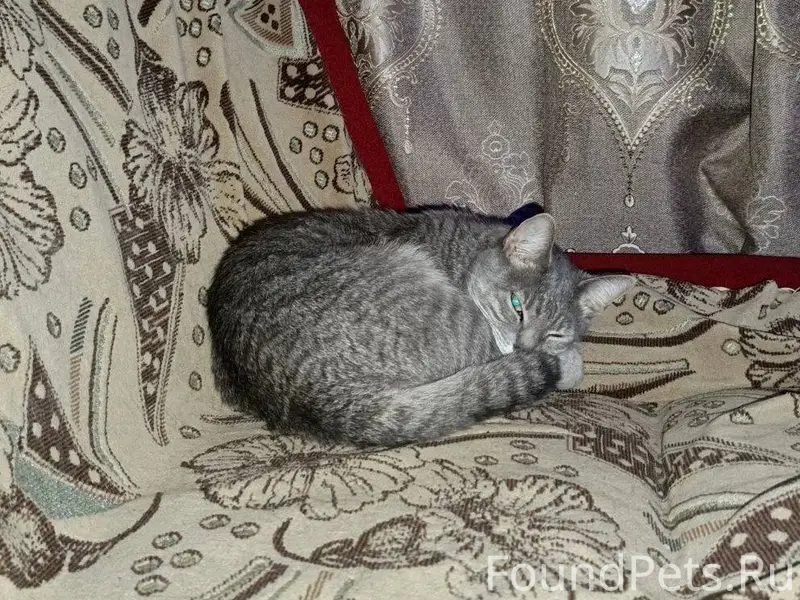 Пропала кошка, территориально ...