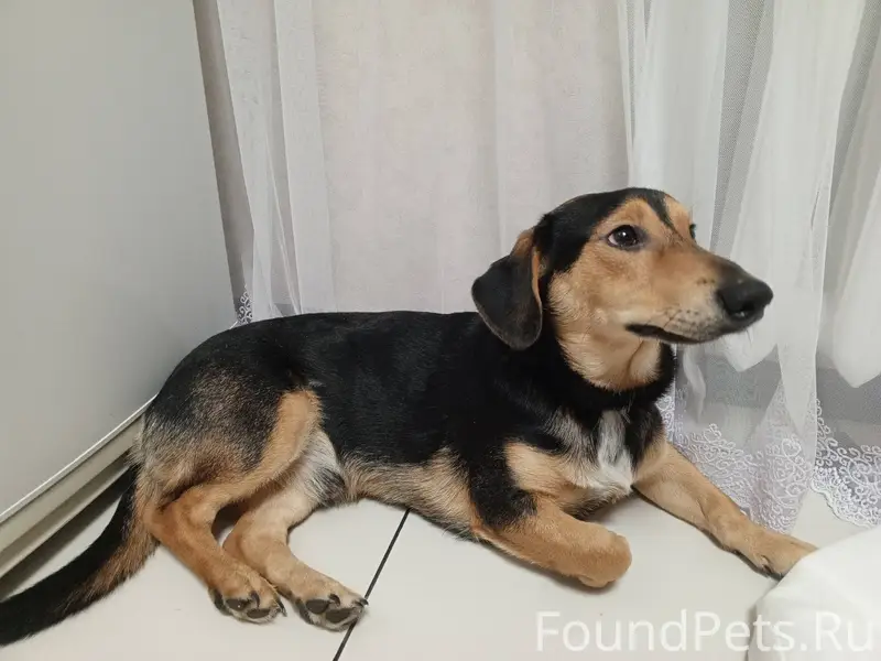 Найдена собака в районе между ...