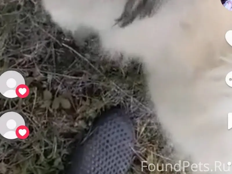 ПОИСК ПРОДОЛЖАЕТСЯ❗❗❗ПРОПАЛ В ...