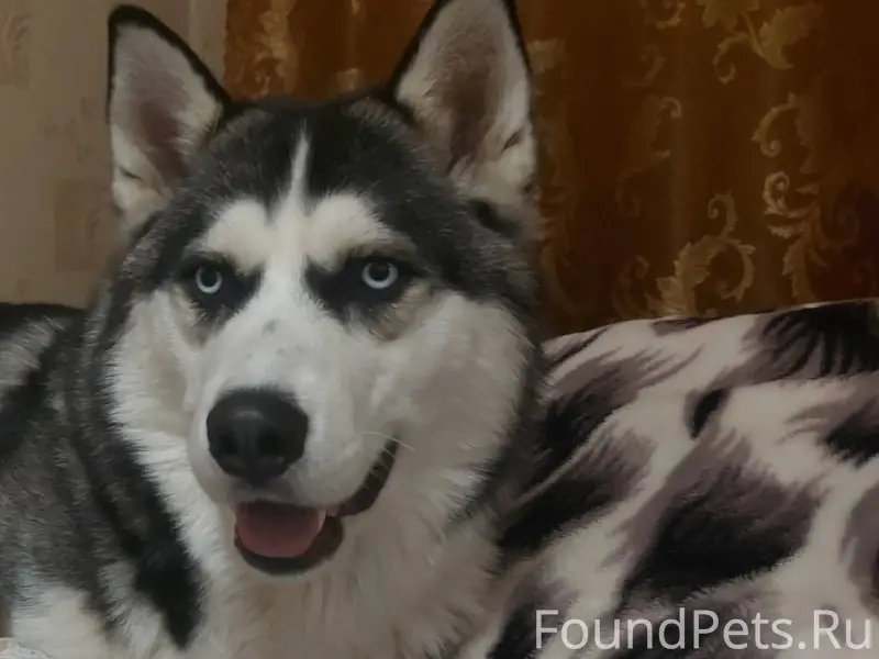 Потерялась в тюбуке собака пор...