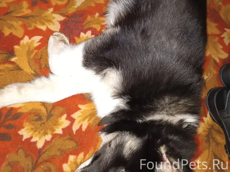 Чей пёс? Бегает по Мелиораторо...