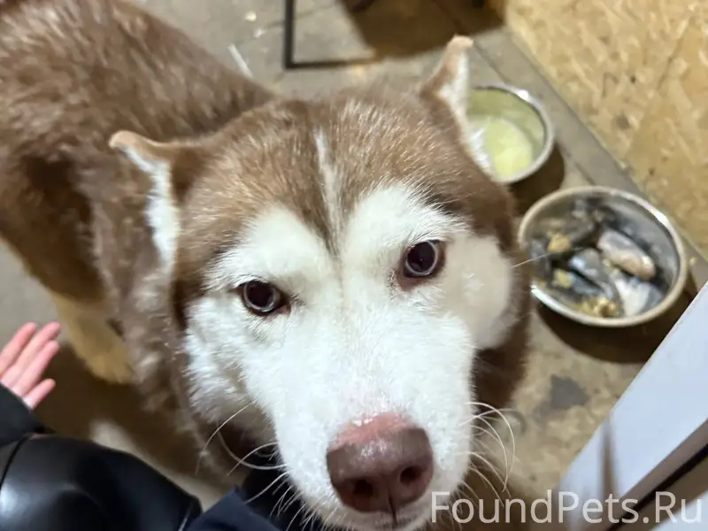 Потерялась собака, порода Хаск...