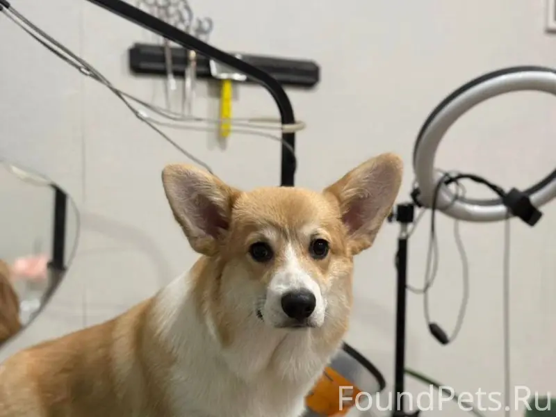 Помогите найти собаку Корги, к...