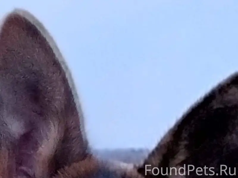 Пропала собака породы немецкая...