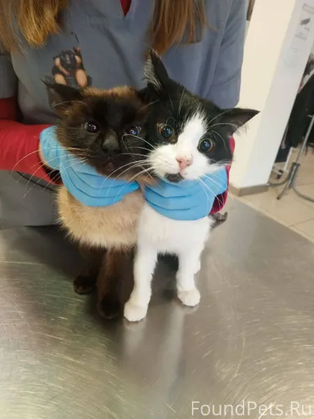 Найдены коты! На въезде в д...