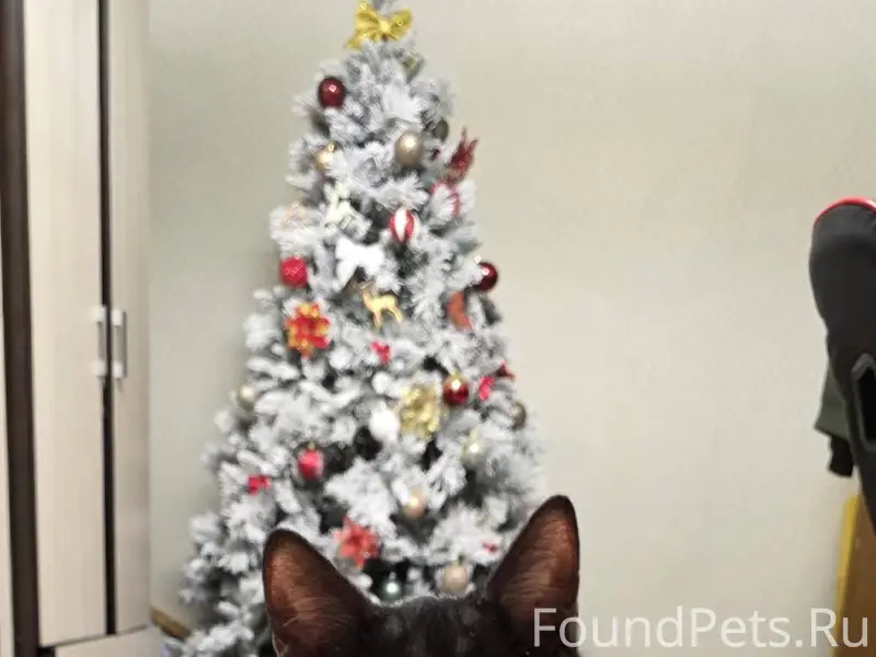 Найден котёнок, район Московск...