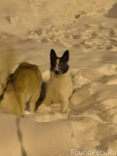 Здравствуйте, район розовых до...