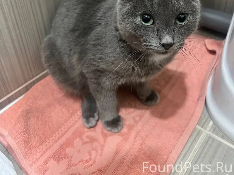 Найден кот 24 января в районе....