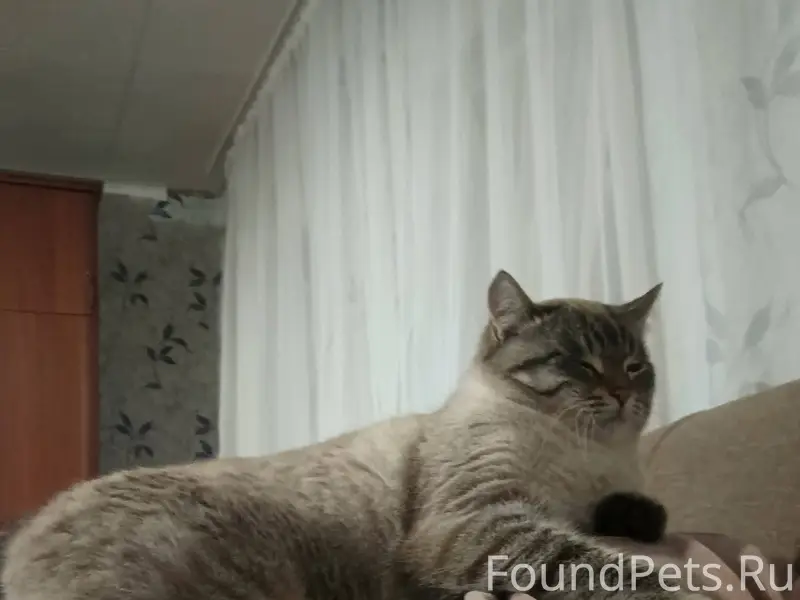 Пропал голубоглазый кот, в рай...