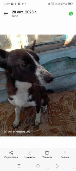 Пропал щенок‼️ Отзывается на к...