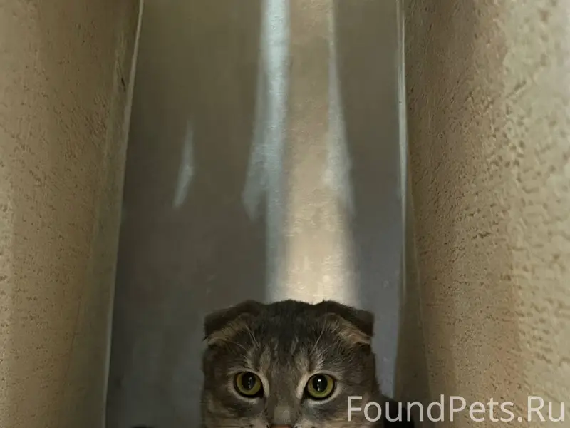 Пропал кот, если где-нибудь ув...