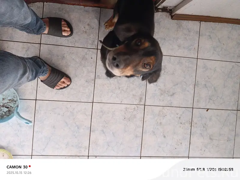 Пропала собака по кличке босс ...