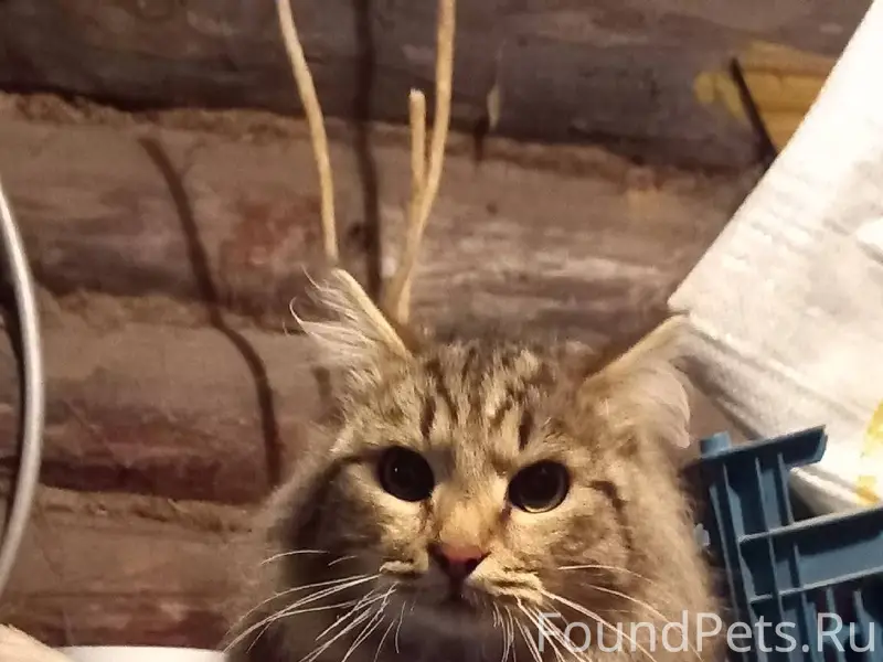 Найден кот. На нем противоблош...