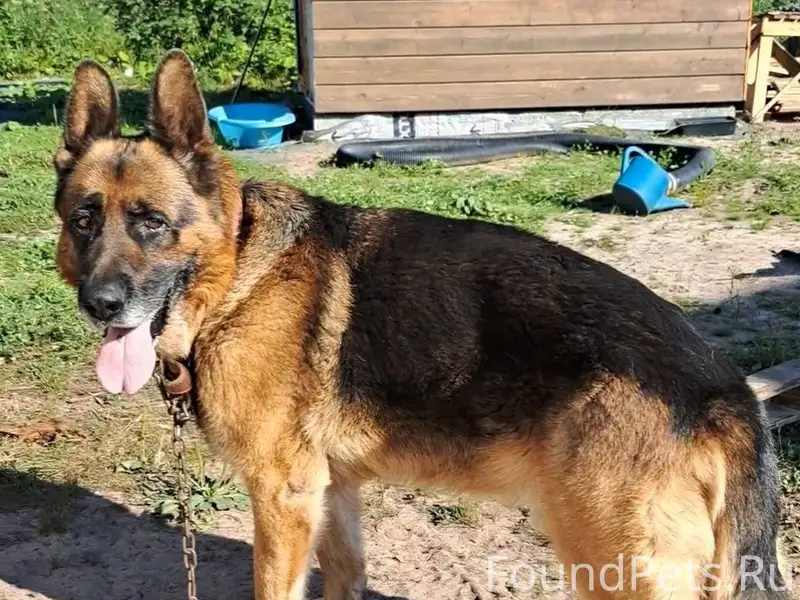 В с.Деревянное потерялся пес А...