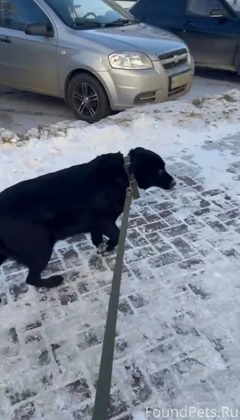 Собака по отлову с центра от.....