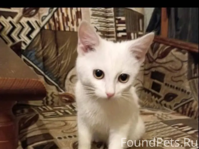 Вот такой маленький котенок бы...