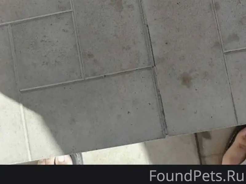 Пропал кот по кличке Марик , в...