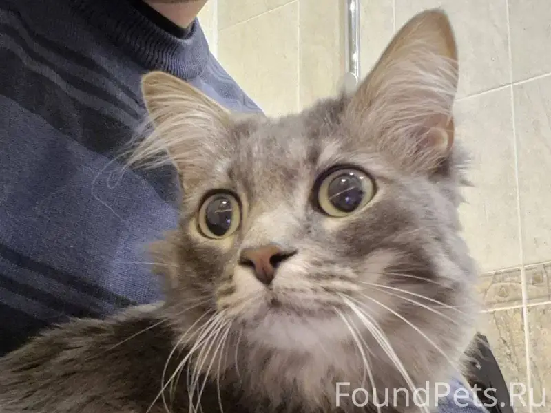 Найден кот, Верхняя Пышма. Ухо...