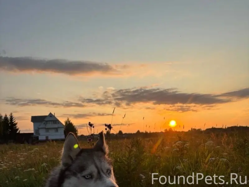 ПРОПАЛА СОБАКА ️Сибирская хаск...