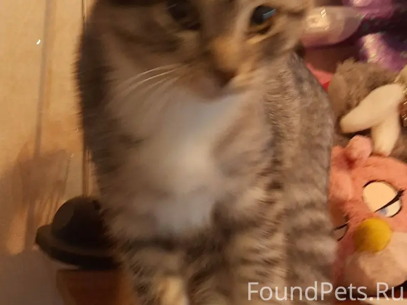 Пропала кошка (серая с черными...