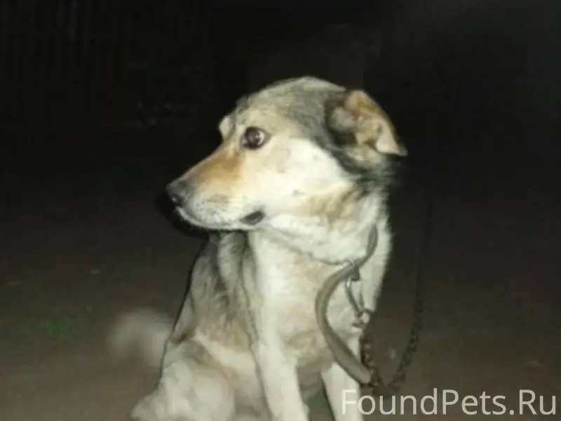 🆘🆘🆘Пропал пёс Арчи! Помогите н...