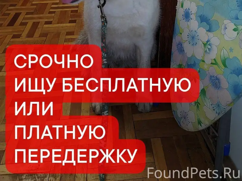 📢🆘🆘🆘Чей пёс , может его кто-то...