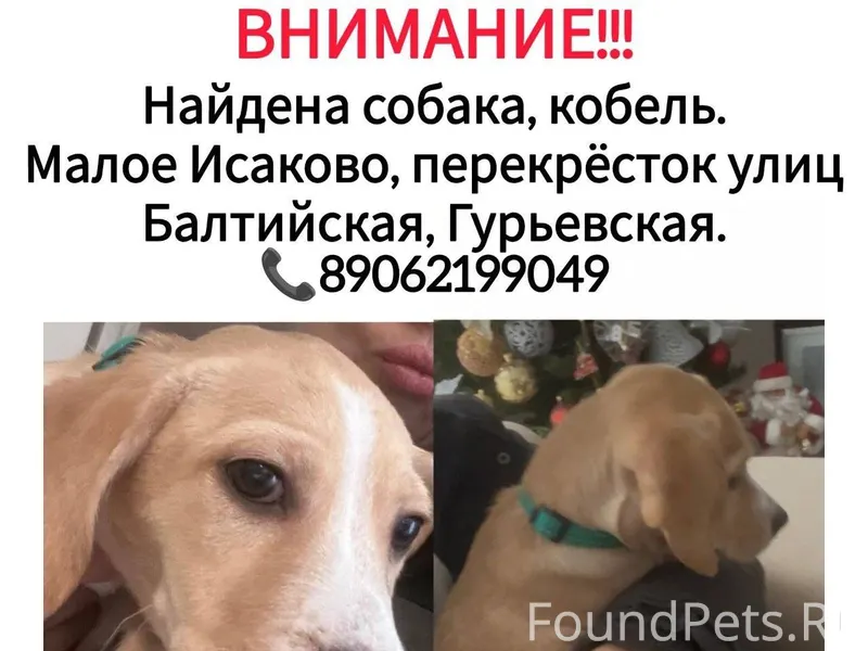 Найден щенок