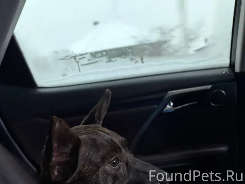 Найдена собака!!!! Очень надею...