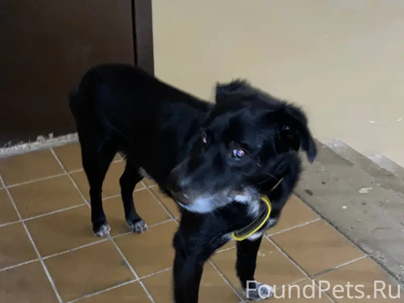 НАЙДЕН ПЁС❗️❗️❗️ черная собака...