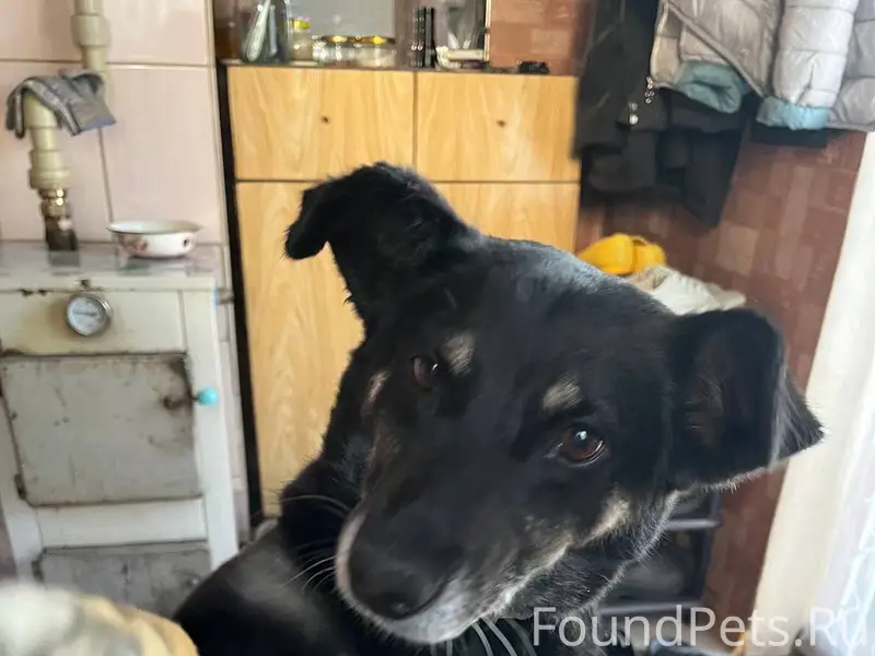 Пропала собака.