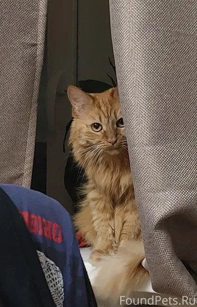 Шу-шу, пропала 26.01