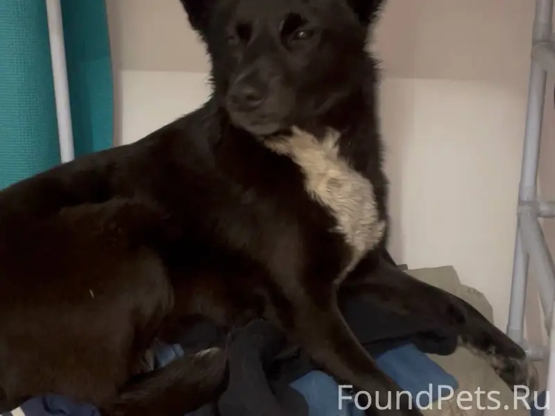 ПОТЕРЯШКА Сегодня 25.01 вечеро...