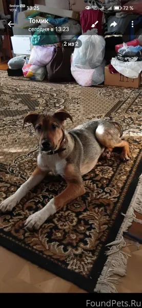 Прибилась девочка щенок с ошей...