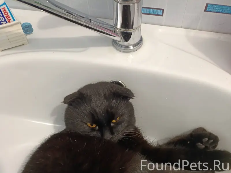 Пропал кот, если кто видел, по...