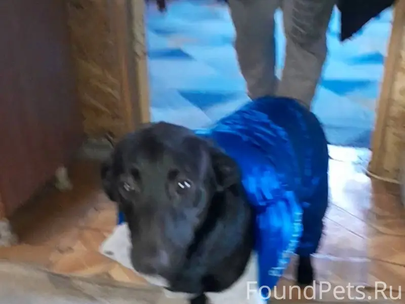 Здравствуйте, убежала собака,д...