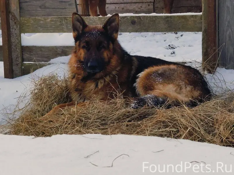 Найдена овчарка 24 января. Бег...