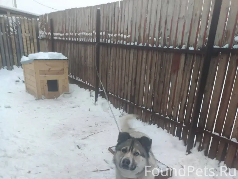Потерялась собака в районе в.Б...