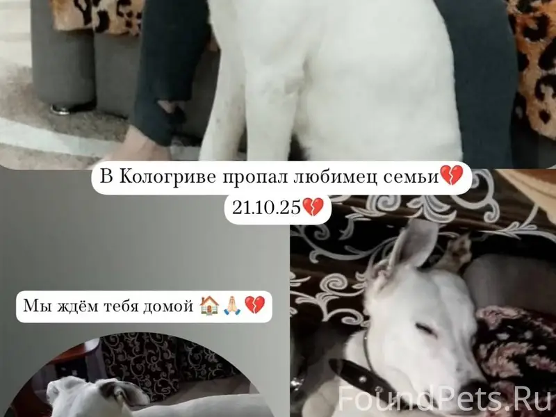 🙏🏻В деревне Суховерхово,Кологр...