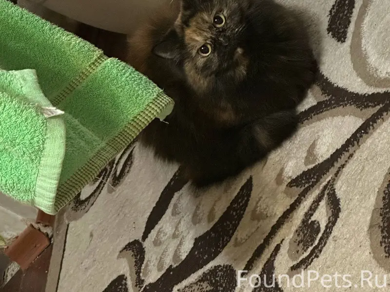 Пропала кошка трехшёрстная . О...