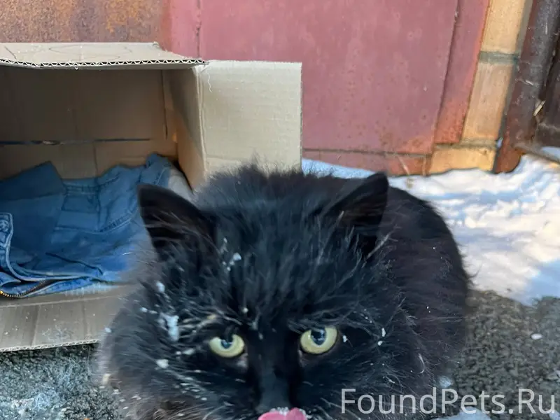 Найден кот или кошка 🐈‍⬛ Взрос...