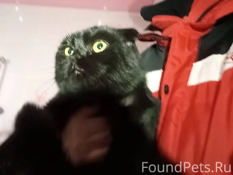Найдена черная кошка (Екатерин...