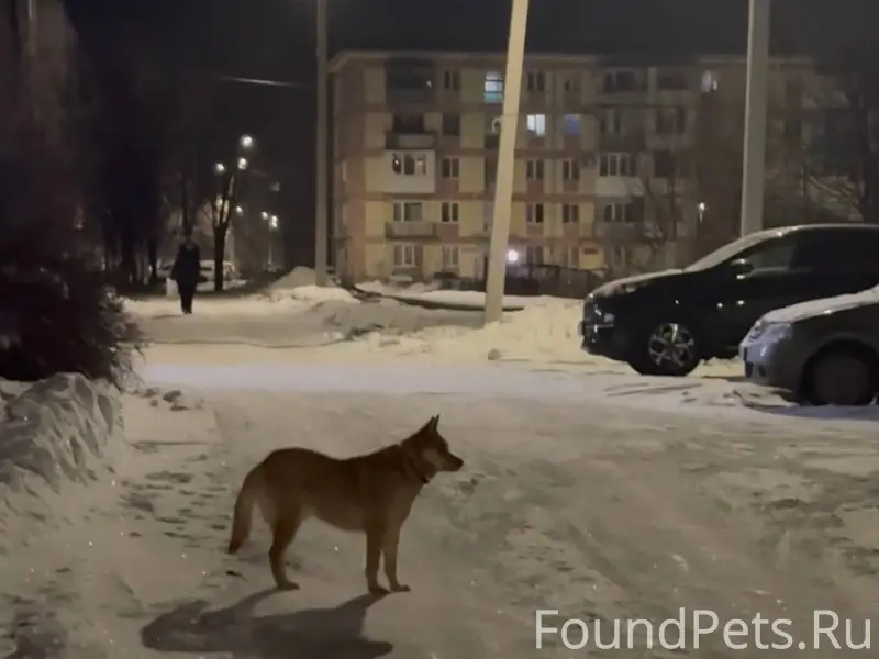 Добрый вечер! Ни кто собаку не...