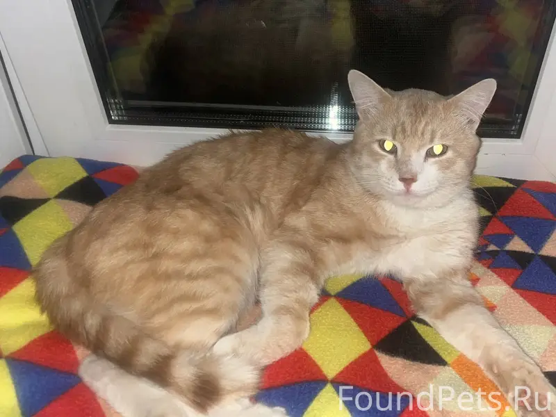 Всем доброе утро. Пропал кот п...