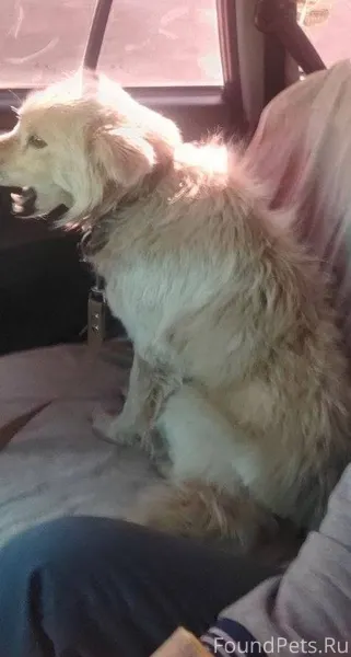 Пропал пёс в районе слободки,с...