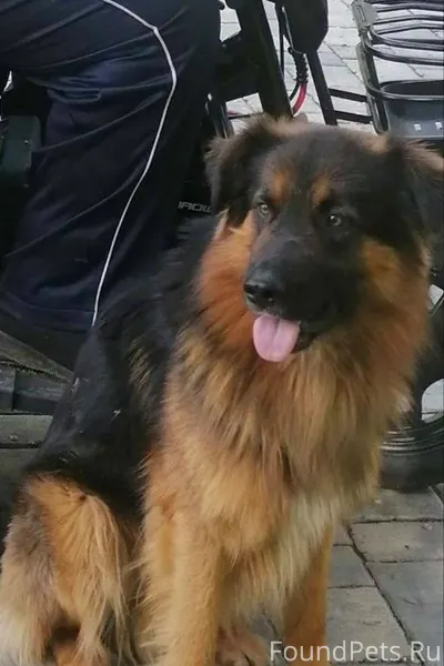 Казань ‼️ Репост ‼️ 🙏 Пропала....