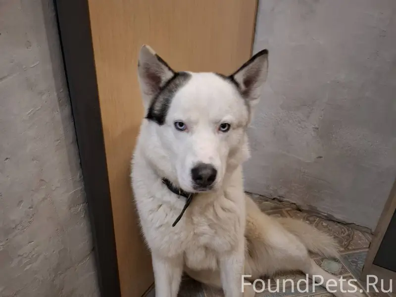 Найдена собака порода Хаски( в...